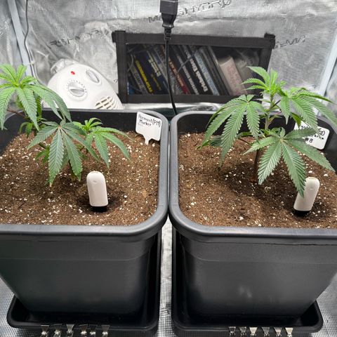 Permanent Marker growlog timeline photo