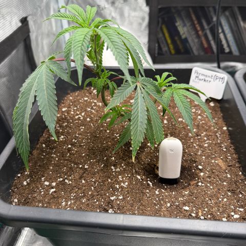 Permanent Marker growlog timeline photo