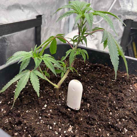 Permanent Marker growlog timeline photo