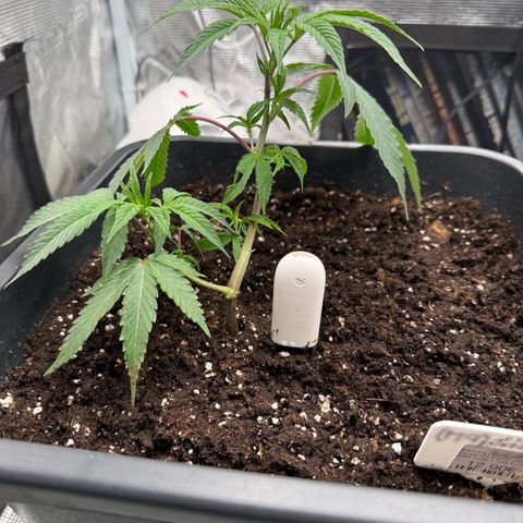 Permanent Marker growlog timeline photo