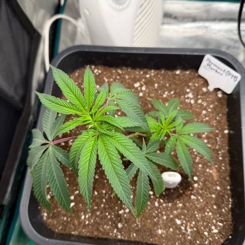 Permanent Marker growlog timeline photo