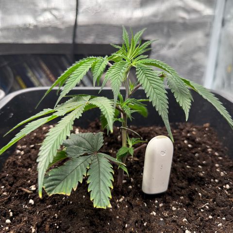 Dante‘s Inferno #8 growlog timeline photo