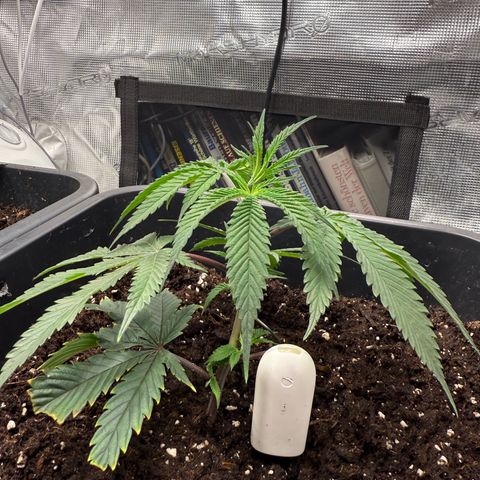 Dante‘s Inferno #8 growlog timeline photo