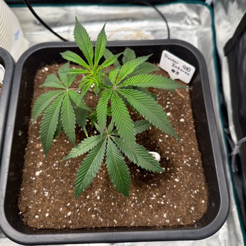 Dante‘s Inferno #8 growlog timeline photo