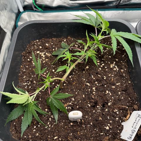 Permanent Marker growlog timeline photo