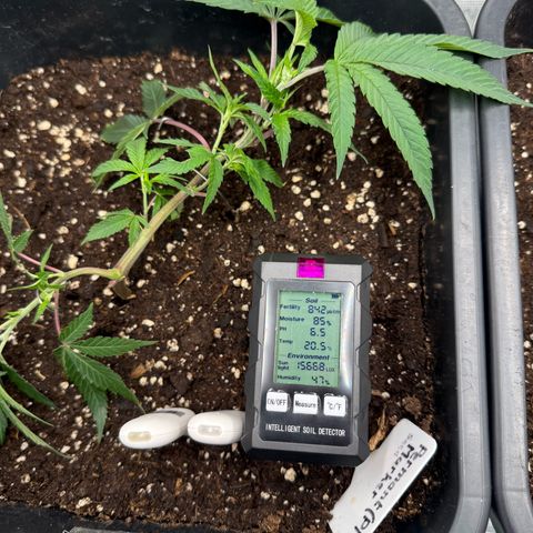 Permanent Marker growlog timeline photo