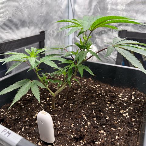 Permanent Marker growlog timeline photo
