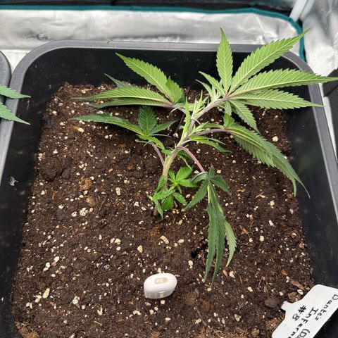 Dante‘s Inferno #8 growlog timeline photo