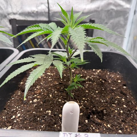 Dante‘s Inferno #8 growlog timeline photo