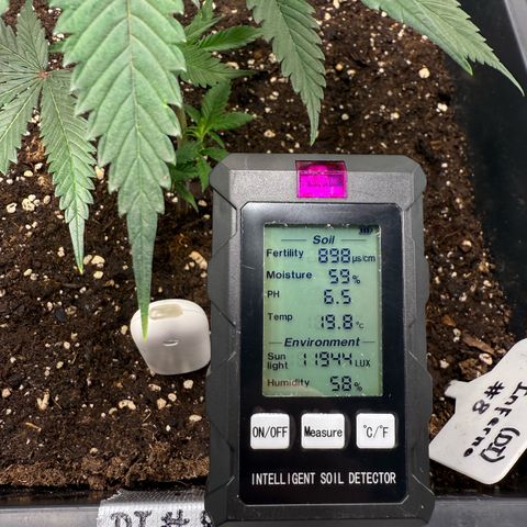 Dante‘s Inferno #8 growlog timeline photo