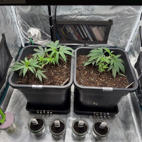 Permanent Marker growlog timeline photo