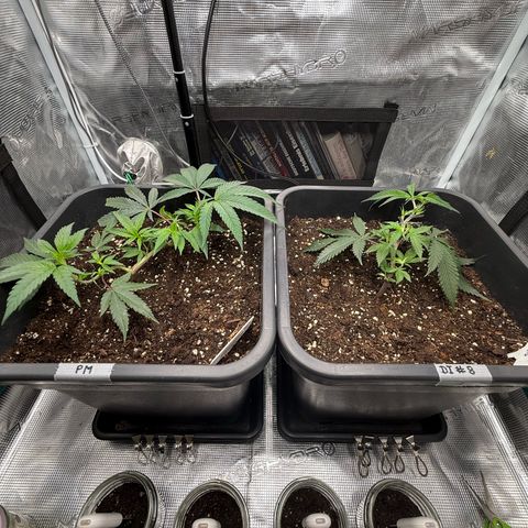 Permanent Marker growlog timeline photo