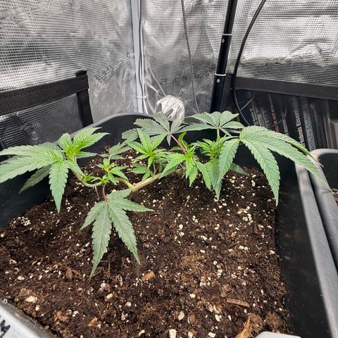Permanent Marker growlog timeline photo