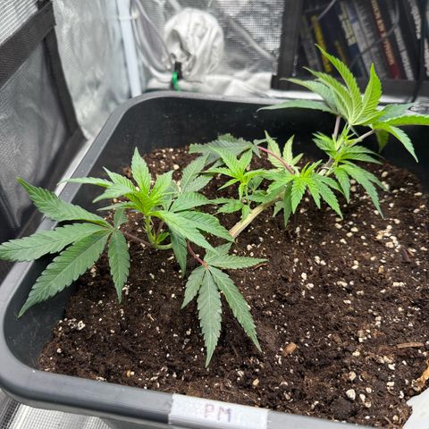 Permanent Marker growlog timeline photo