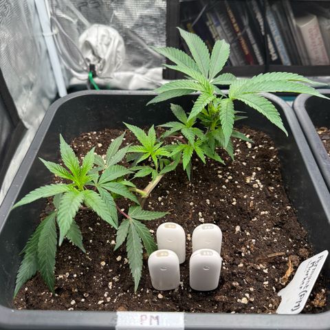 Permanent Marker growlog timeline photo