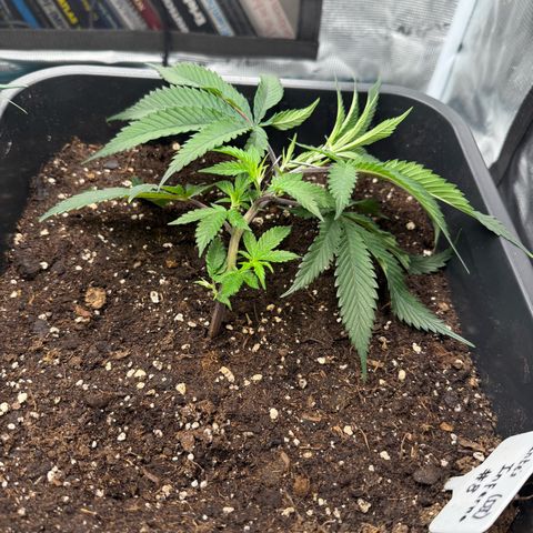 Dante‘s Inferno #8 growlog timeline photo