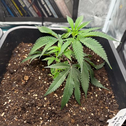 Dante‘s Inferno #8 growlog timeline photo