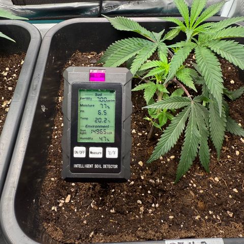 Dante‘s Inferno #8 growlog timeline photo