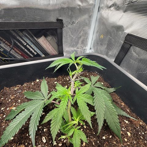 Dante‘s Inferno #8 growlog timeline photo