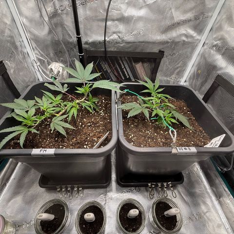 Permanent Marker growlog timeline photo