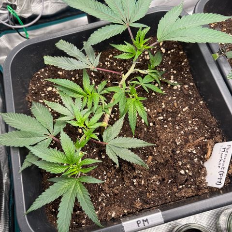 Permanent Marker growlog timeline photo