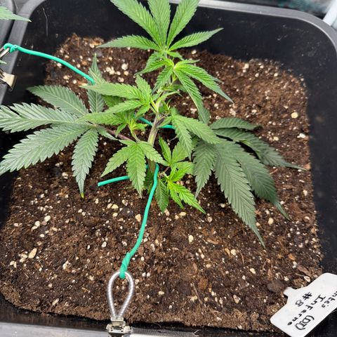 Dante‘s Inferno #8 growlog timeline photo