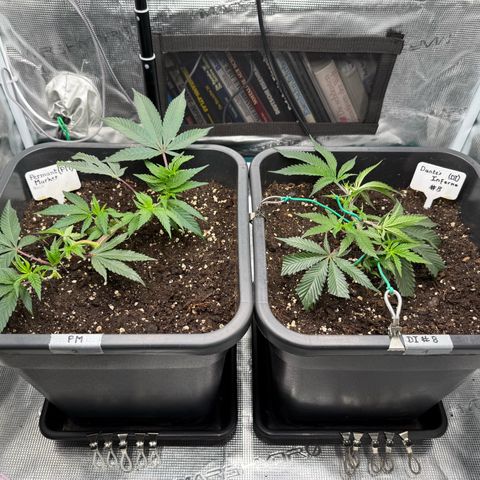 Permanent Marker growlog timeline photo