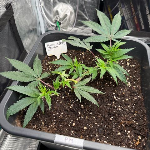 Permanent Marker growlog timeline photo