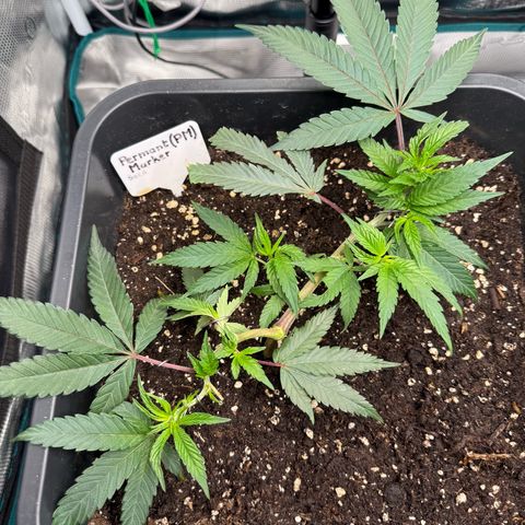 Permanent Marker growlog timeline photo