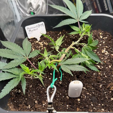 Permanent Marker growlog timeline photo