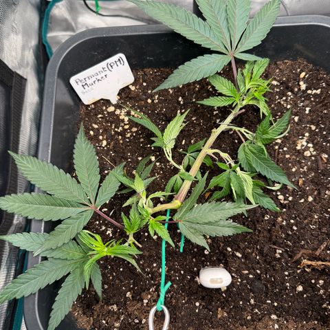 Permanent Marker growlog timeline photo