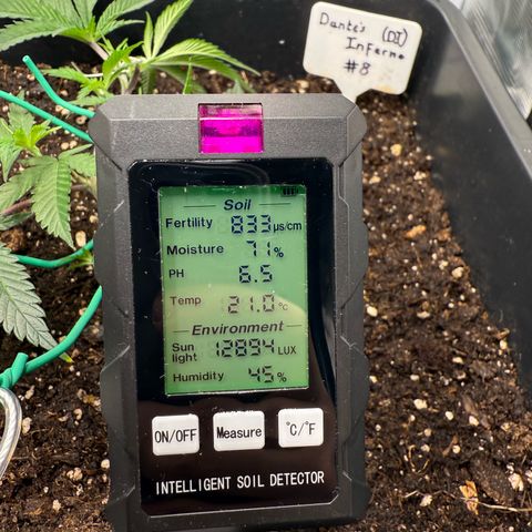 Dante‘s Inferno #8 growlog timeline photo