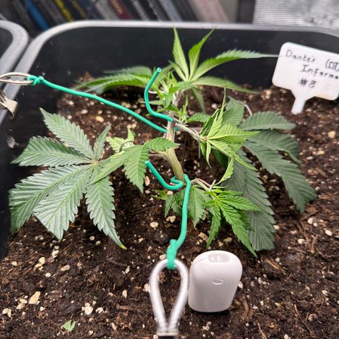 Dante‘s Inferno #8 growlog timeline photo