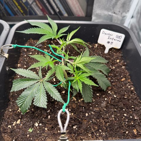 Dante‘s Inferno #8 growlog timeline photo