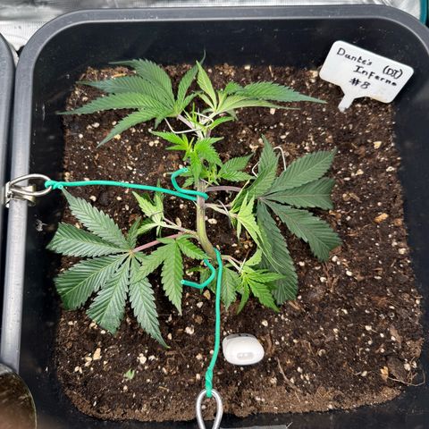 Dante‘s Inferno #8 growlog timeline photo