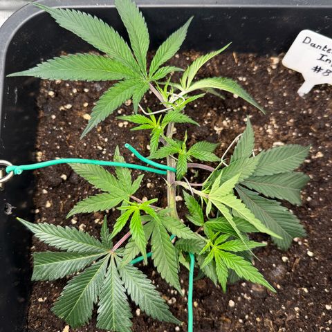 Dante‘s Inferno #8 growlog timeline photo