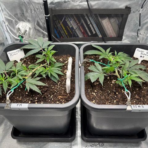 Permanent Marker growlog timeline photo