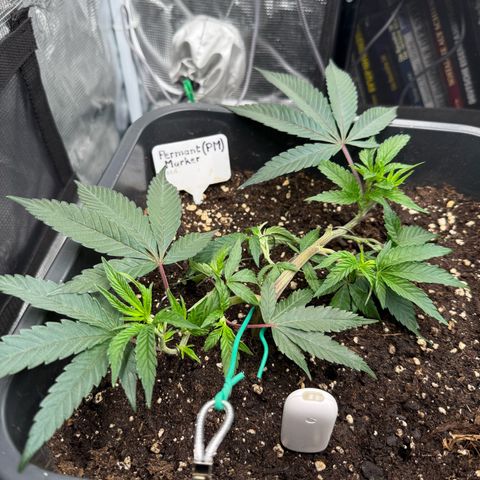Permanent Marker growlog timeline photo