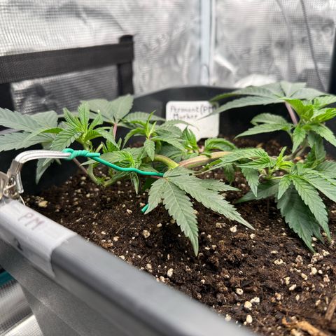 Permanent Marker growlog timeline photo