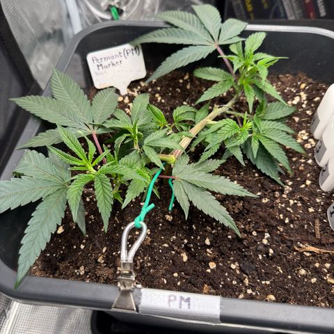 Permanent Marker growlog timeline photo