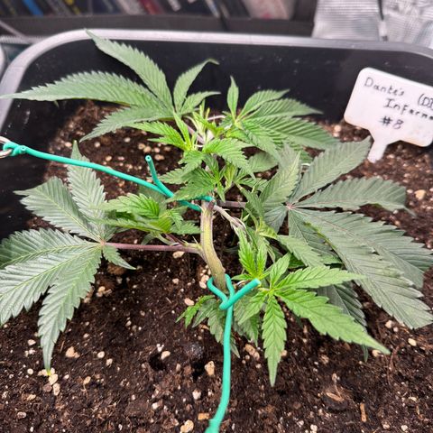 Dante‘s Inferno #8 growlog timeline photo