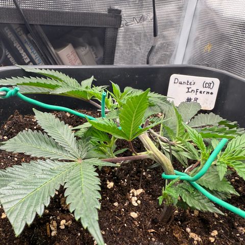 Dante‘s Inferno #8 growlog timeline photo