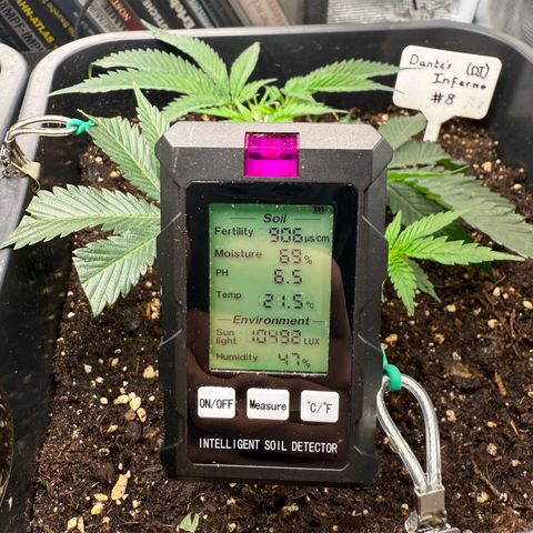 Dante‘s Inferno #8 growlog timeline photo