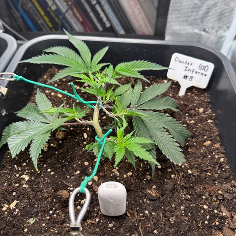 Dante‘s Inferno #8 growlog timeline photo