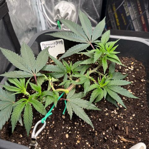 Permanent Marker growlog timeline photo