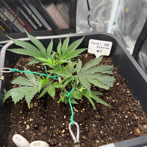Dante‘s Inferno #8 growlog timeline photo