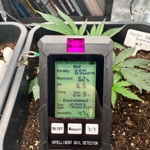 Dante‘s Inferno #8 growlog timeline photo
