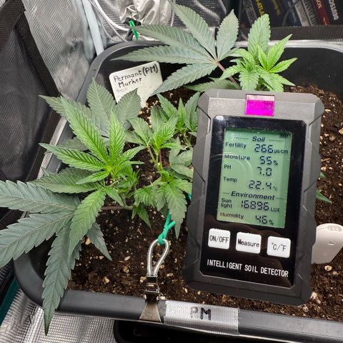 Permanent Marker growlog timeline photo