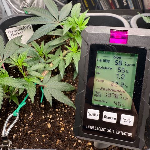 Permanent Marker growlog timeline photo