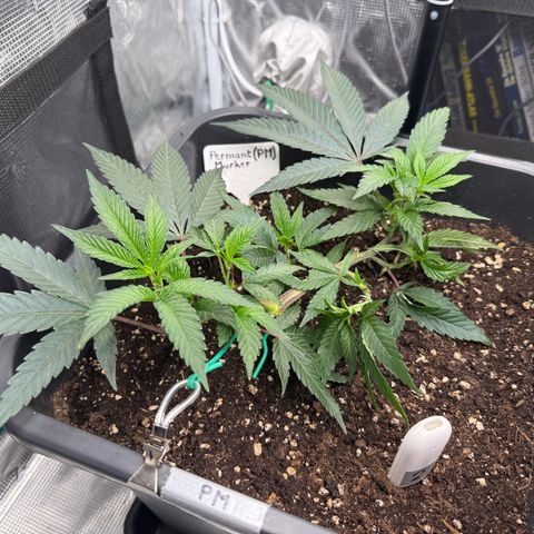 Permanent Marker growlog timeline photo